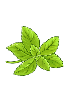 Stevia Plant