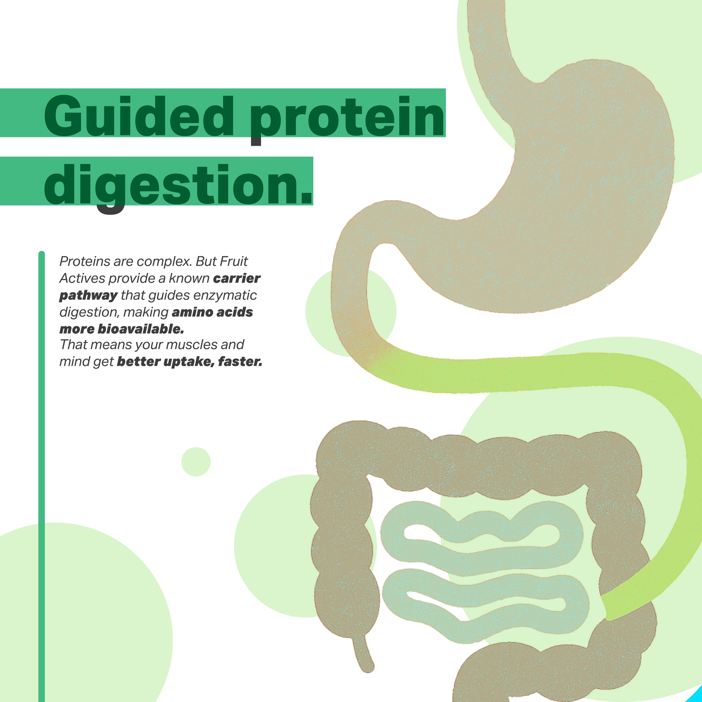 Breakfast Protein Smoothie Mix - Mind Fuel (Dates | Cocoa | Ashwagandha)