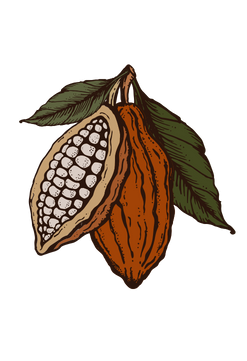 Belgian Cocoa | Coorg Coffee